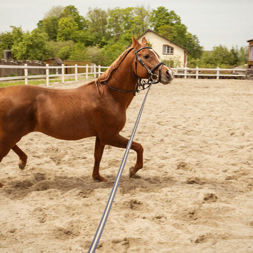 4 high-quality brands of horse training aids