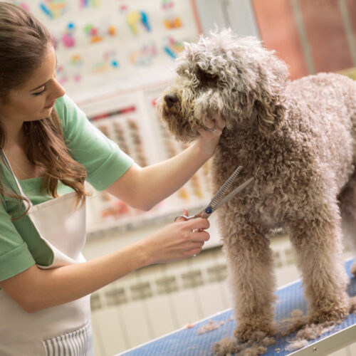 Here’s why dogs are considered the best pets