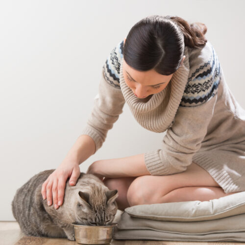 Here’s What You Should Avoid Adding to the Cat Food