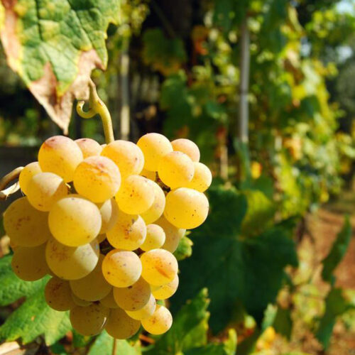 Overactive Bladder – It Effective Symptoms and Home Remedies