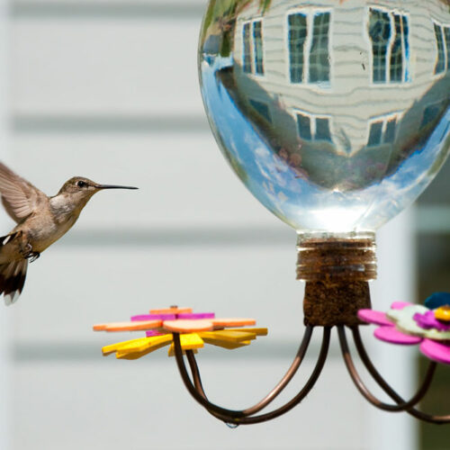 Hummingbird Feeders – Types, Top Options, and Tips