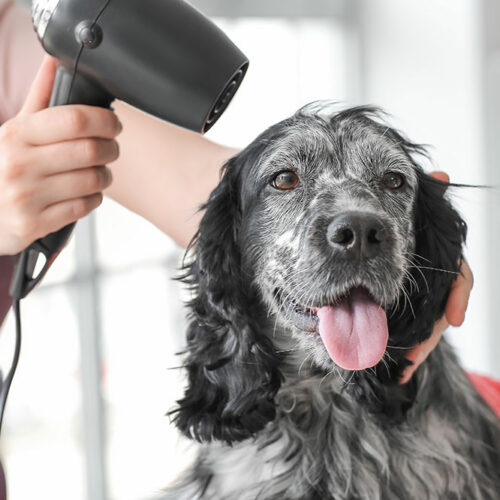 Pet Fur Grooming – Importance, Mistakes, and Tips